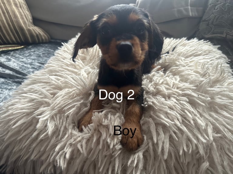 2 beautiful Cavalier King Charles spaniel Cross boys 10 weeks old 