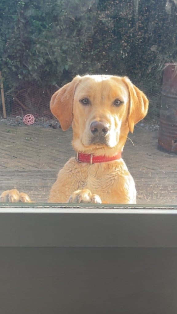 9 month old Labrador 