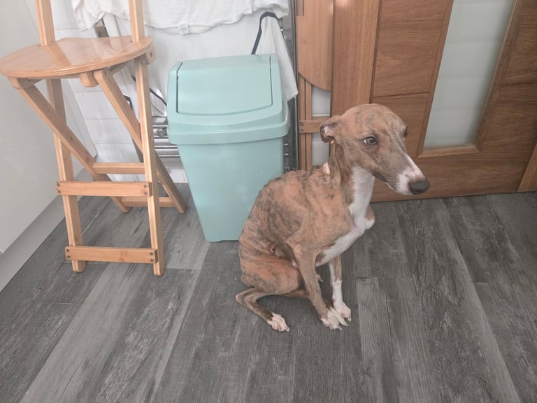Whippet pups for sale 