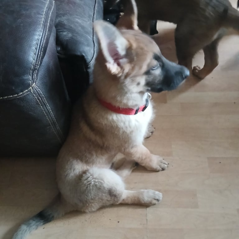 image for Beautiful German shepherd pups 