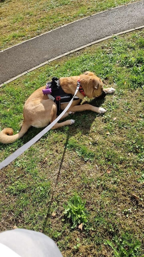 Urgent rehoming