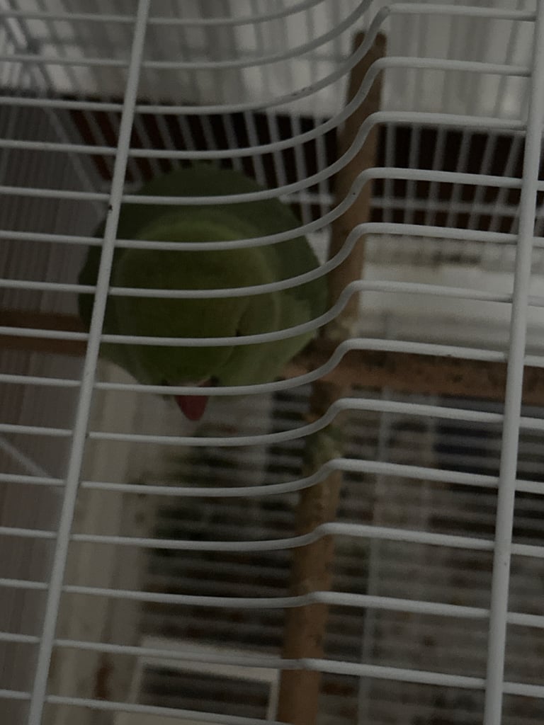 image for Indian ringneck for sale