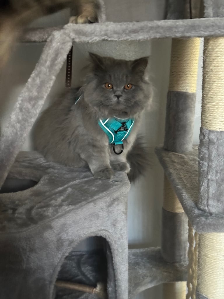 British long hair female 