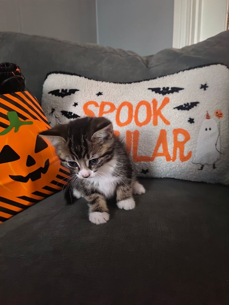Kittens