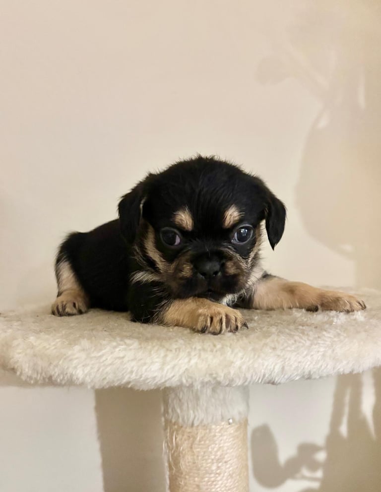  2 gorgeous puppies ready to leave 