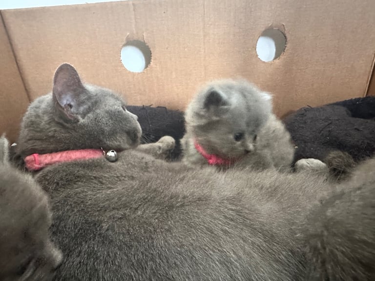 British blue kittens