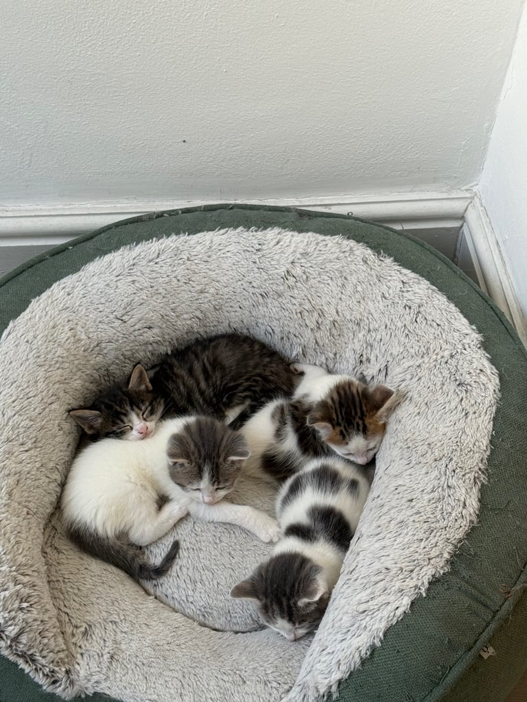 Only 2 left! Cuddly little kittens looking for rehoming 