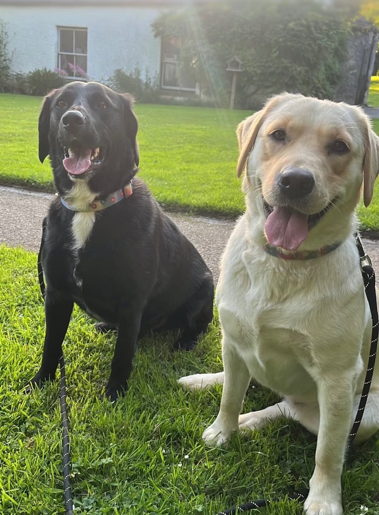 Labradors x Puppies for sale