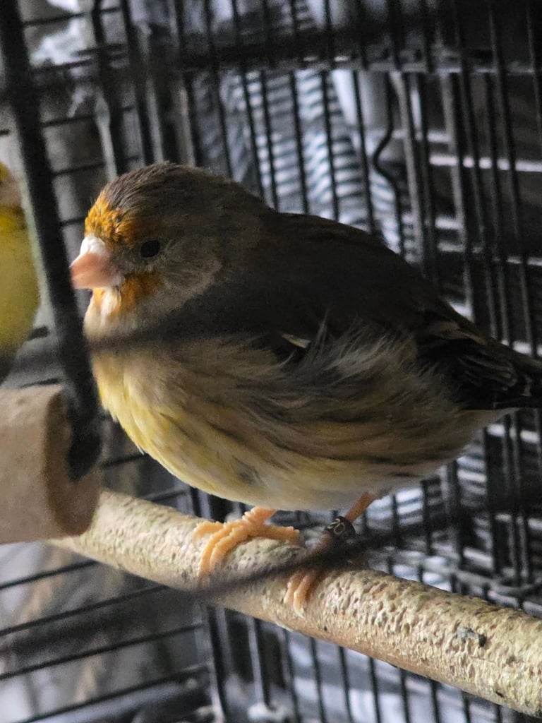 Canaries cage