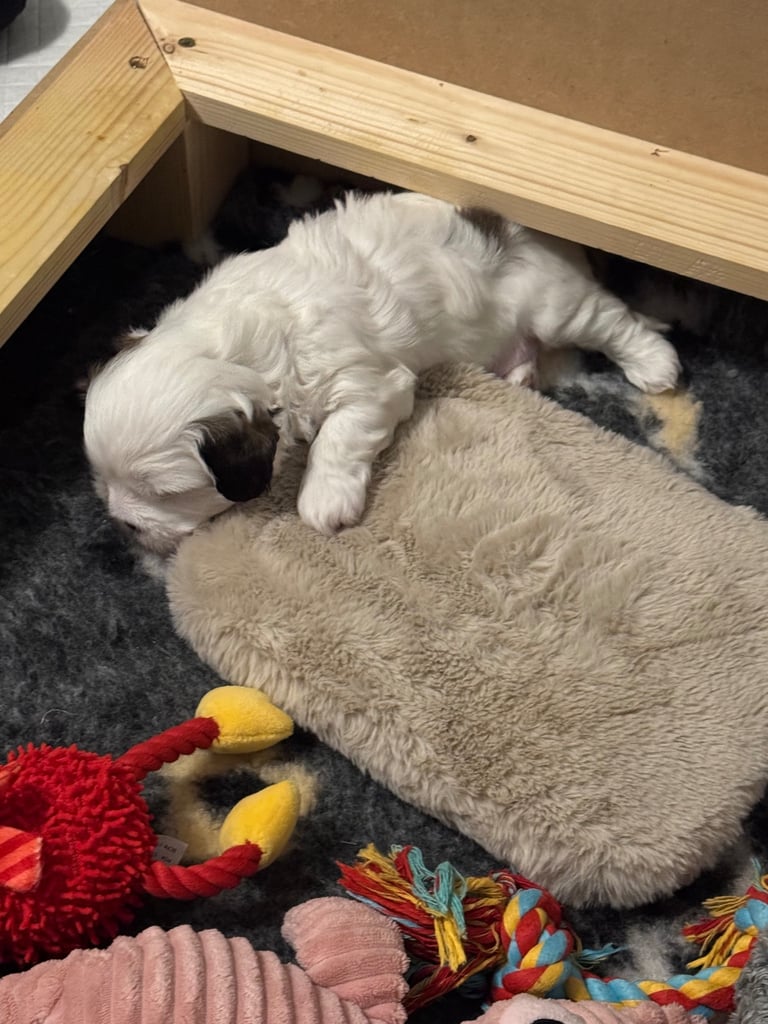 Toy Shihpoo