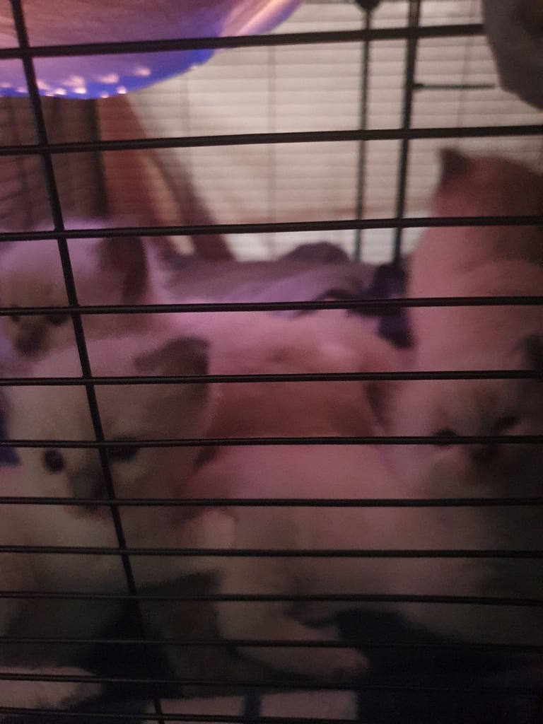 Ragdoll kittens for sale 