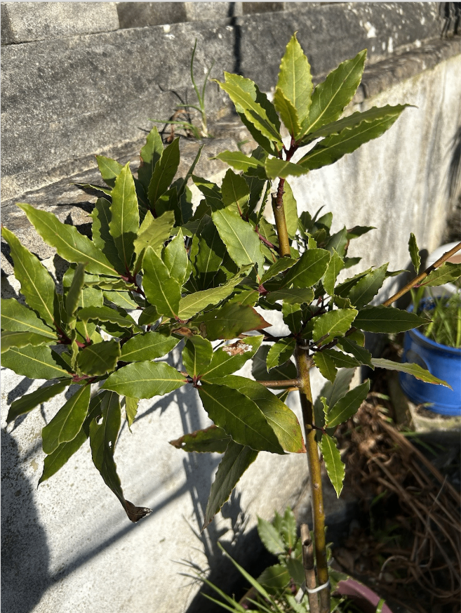 Laurus Nobilis evergreen Bay Tree approx 1 meter high