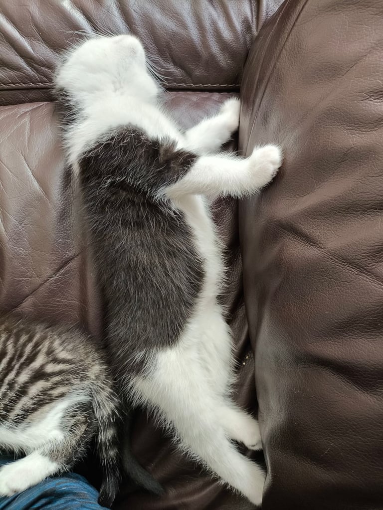 Nice kittens ready for their own home