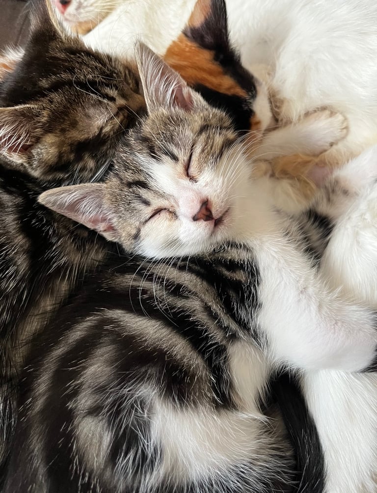 Beautiful kittens for sale £50 each