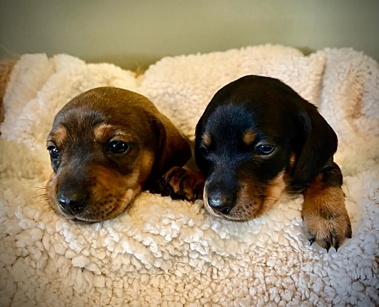 Adorable dachshund puppies 
