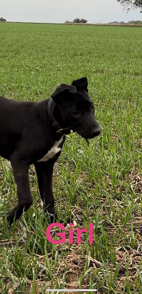 *Bull x lurcher pups for sale*