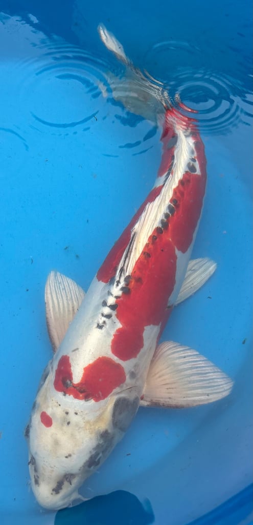 koi carp / fish 