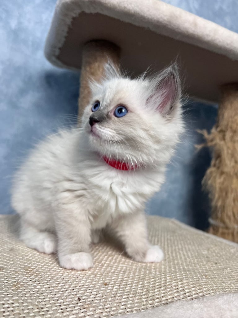 Ready Beautiful Ragdoll Kittens Blue Mitted and Chocolate Mitted