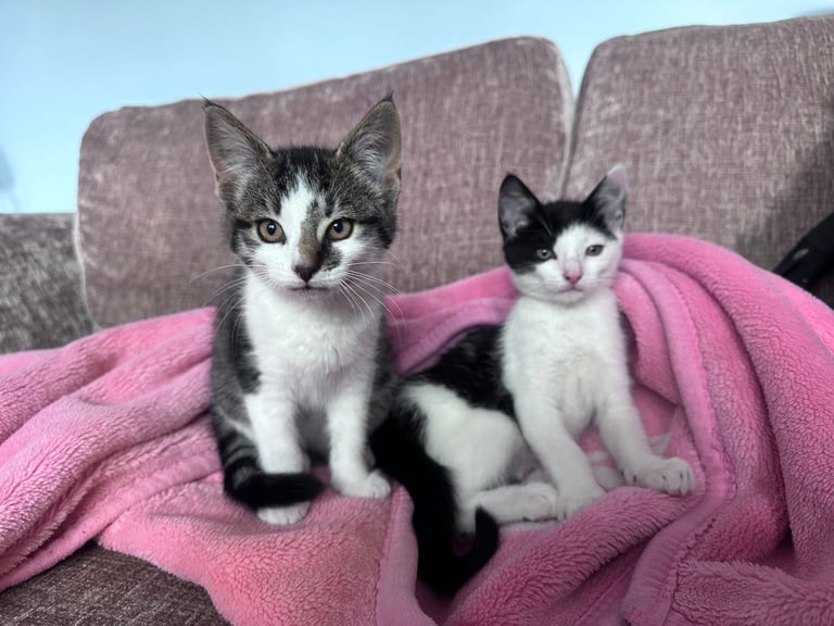 Adorable 2 male Kittens Ready for Their Forever Homes!