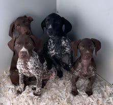 KC Reg German Short Haired Pointers Puppies for sale 