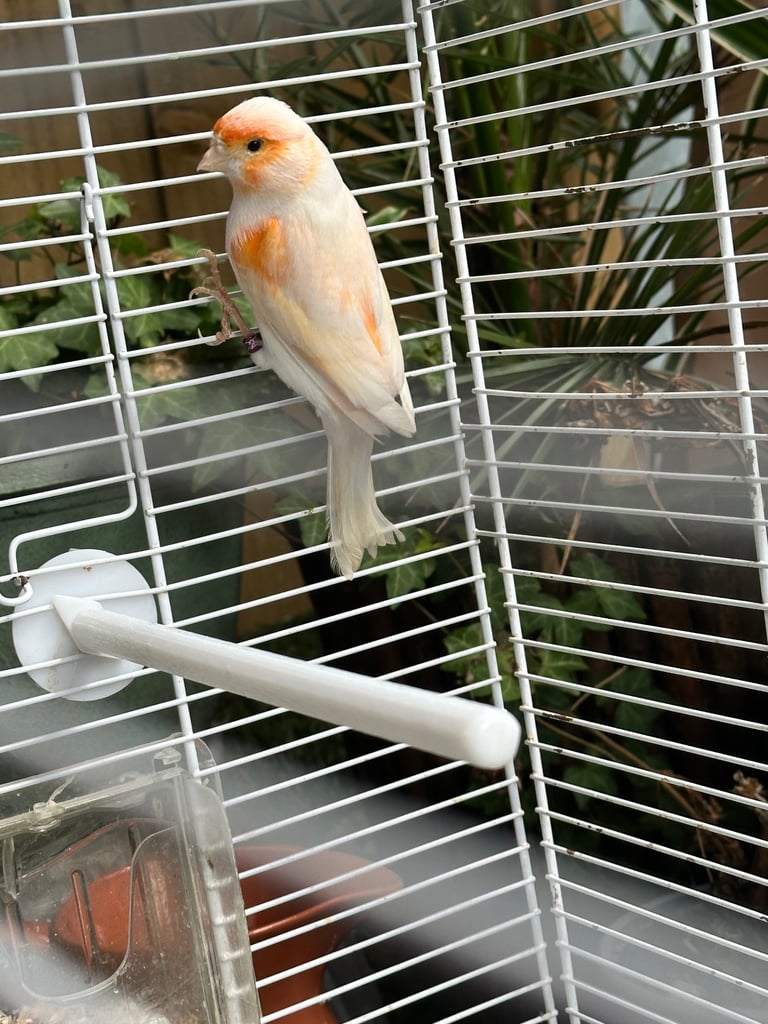 A Male Mosaic Canary 