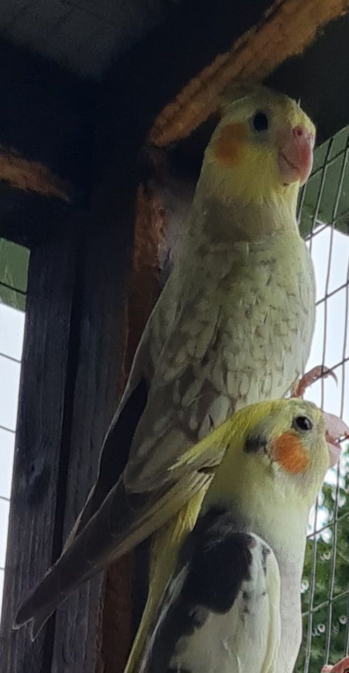 Baby cockatiels