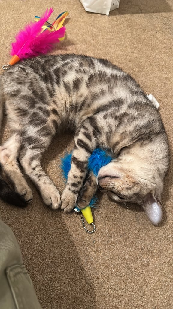 Beautiful bengal cat for sale