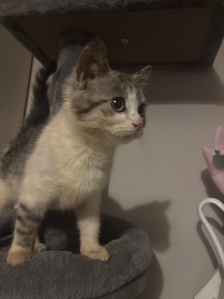 Half Persian kittens 