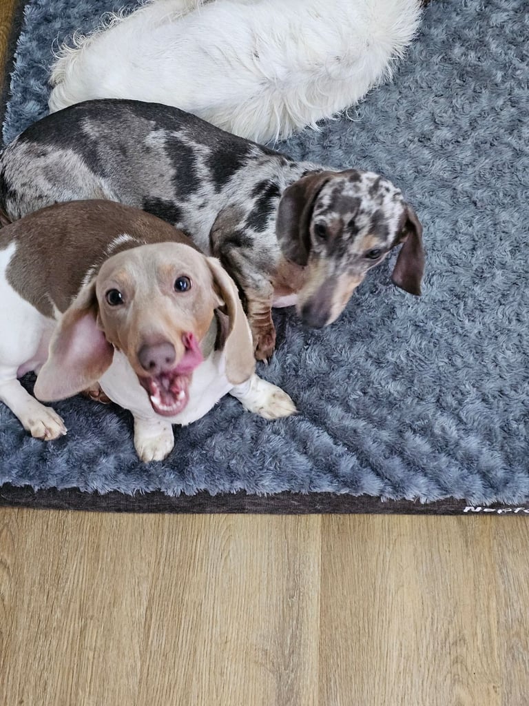 2 miniature dachshunds 