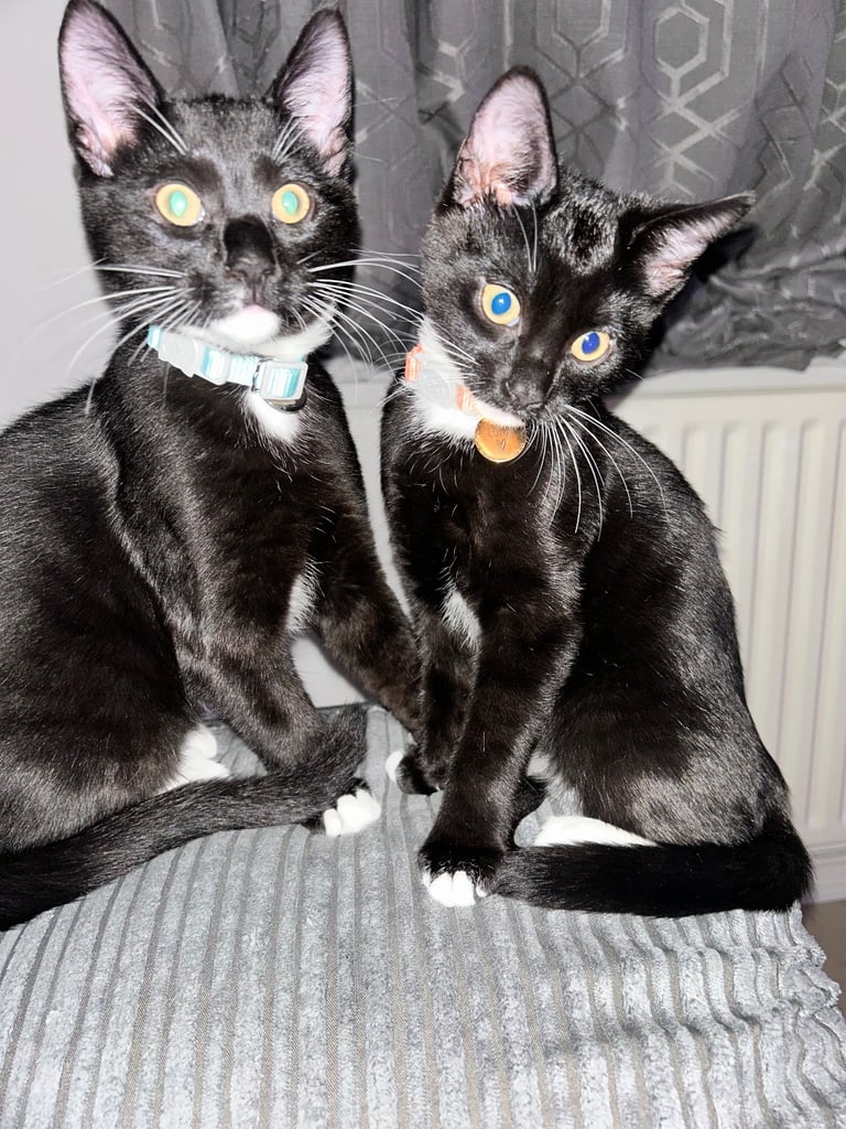 2 kittens brother and sister