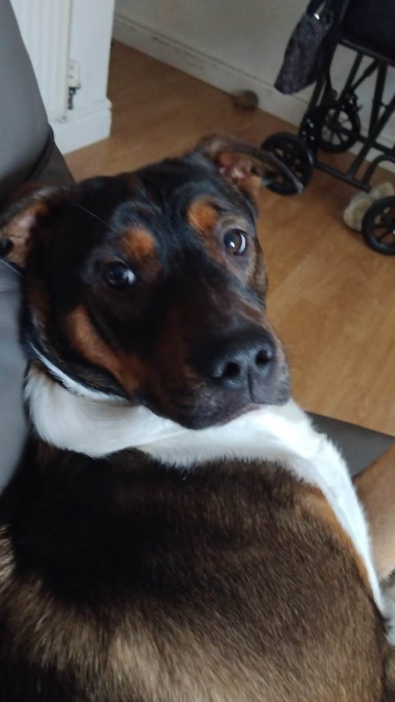 22kg 10month Boxer / Staff