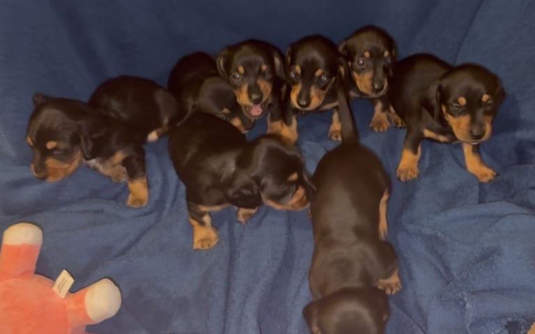 8 dachshund puppies 5girls 3boys
