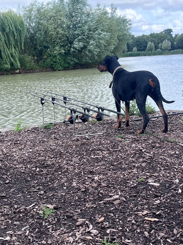 image for Doberman 