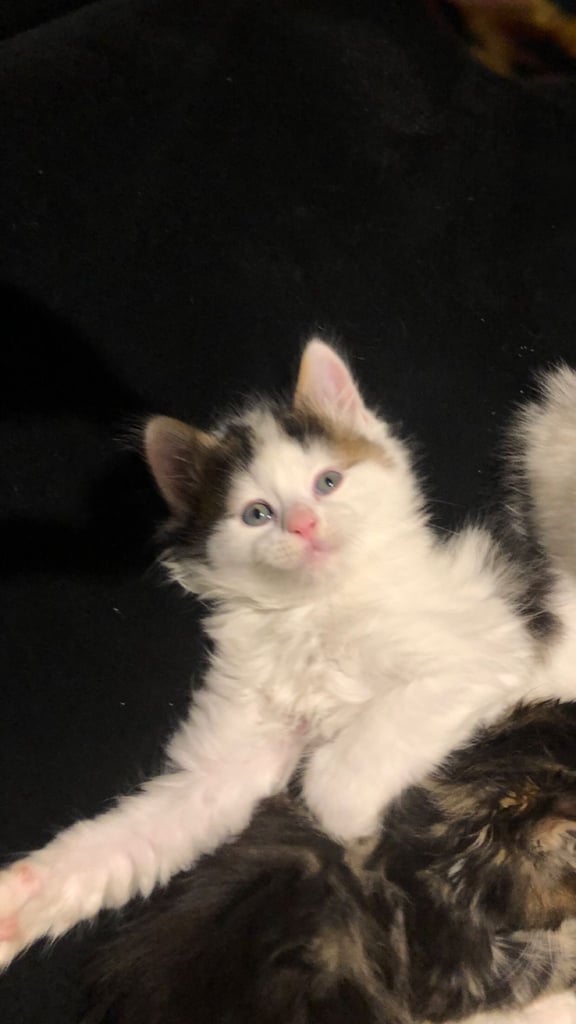 Maine coone / bengal. 