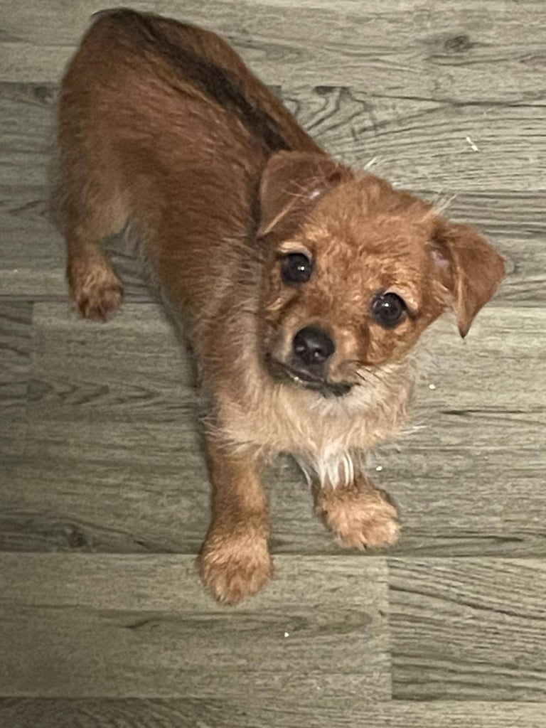 Chorkie 