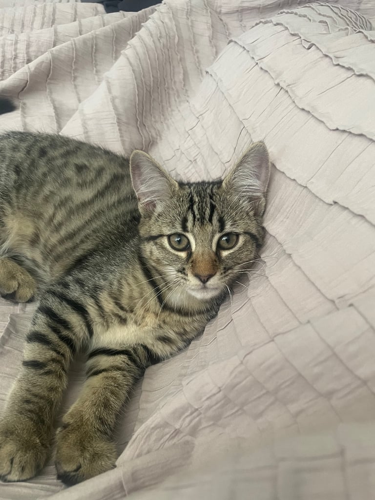Kitten 