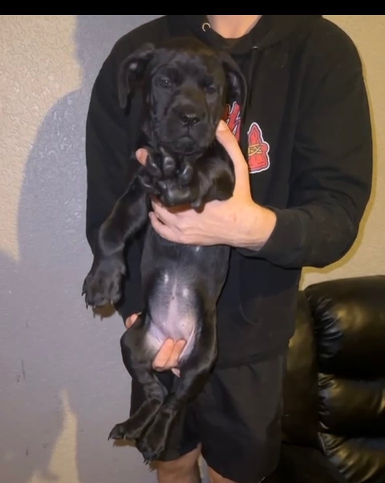 Cane Corso puppies