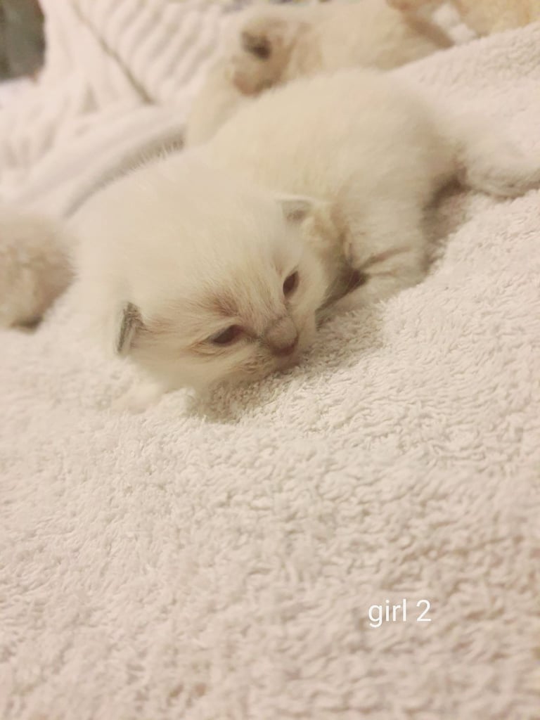 Pedigree Ragdoll kittens 
