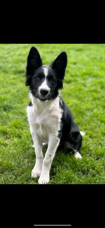 REHOMED - Well trained 5 month old Border Collie in need of a new home