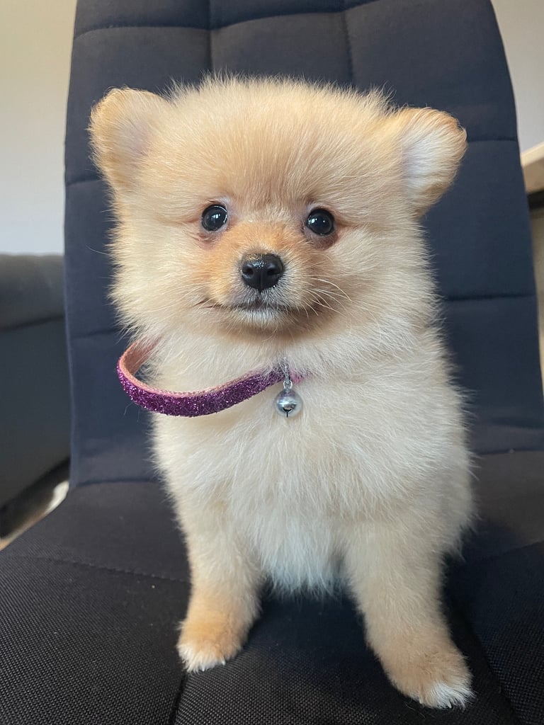 Beautiful Pomeranian puppies ready to go 