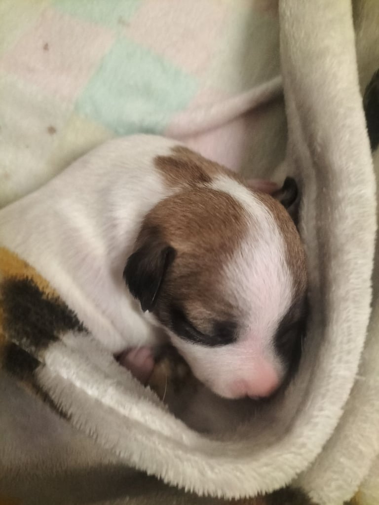 Cute litter of puppys 