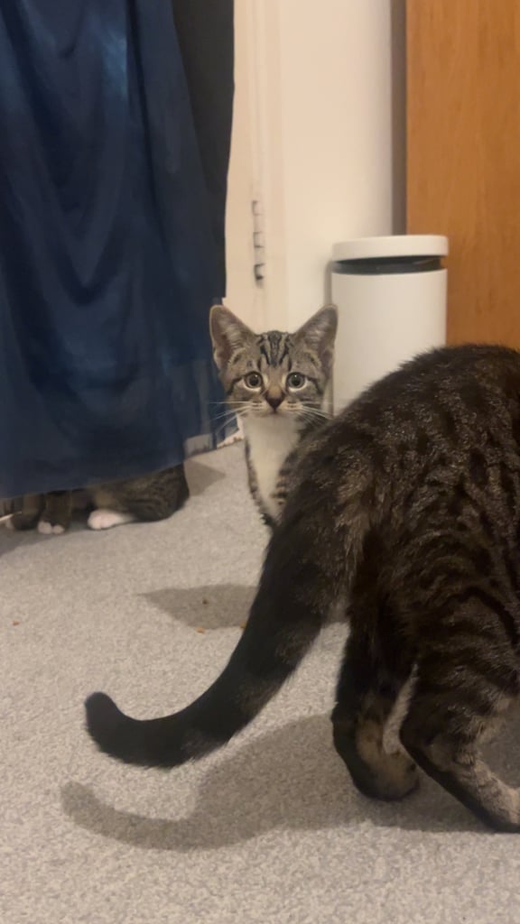Tabby kittens 