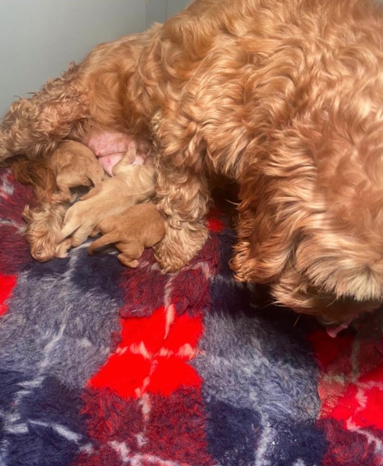 Cockapoo puppies (cocker spaniel x poodle) 