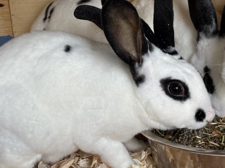Rex rabbits 