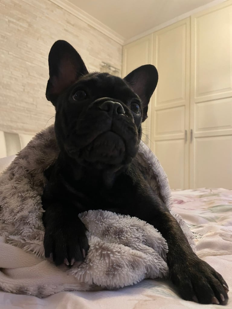 French bulldog 4 months 