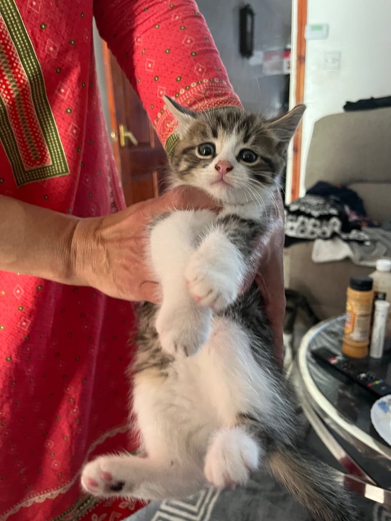 Kittens ready to leave 