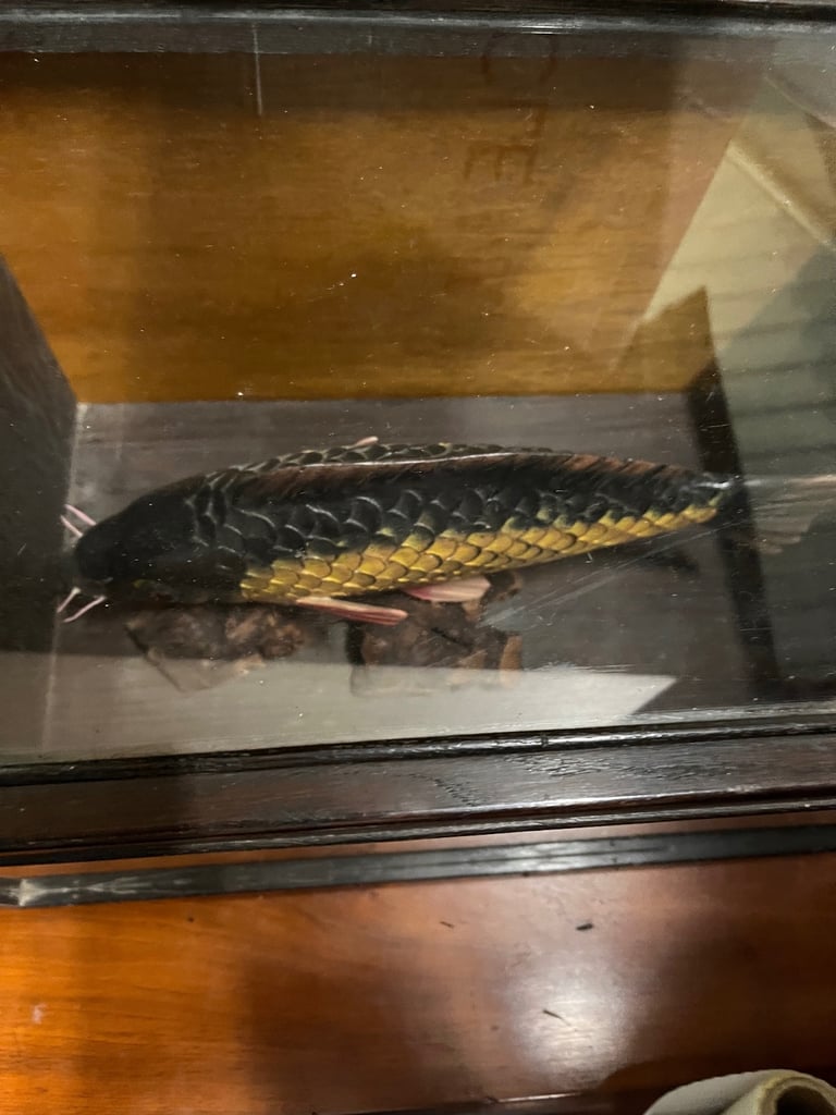 Vintage Taxidermy Style Large CARVED WOODEN Fish in Display Case 52 X 32 X32cms