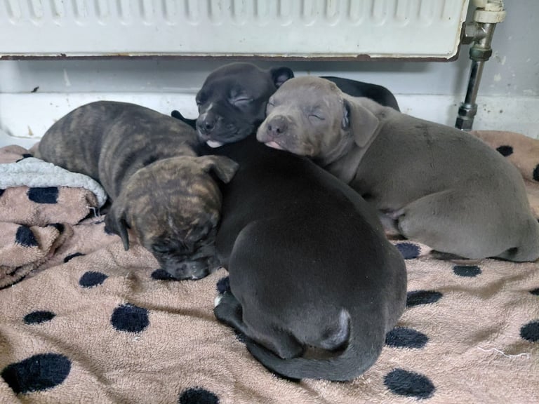 Bully pups for sale
