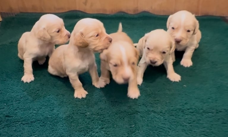 Cocker Spaniel Pups 