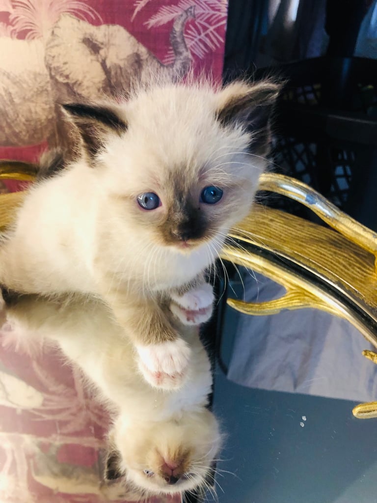 Ragdoll kitten